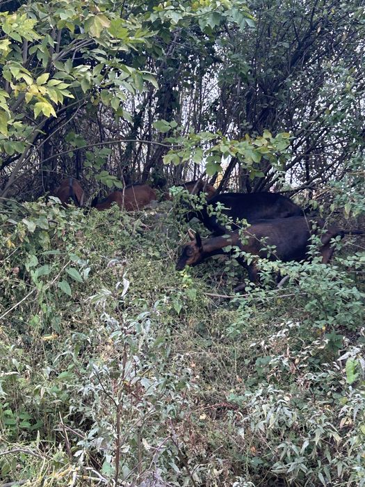 Capre si Iedute Alpina Franceza