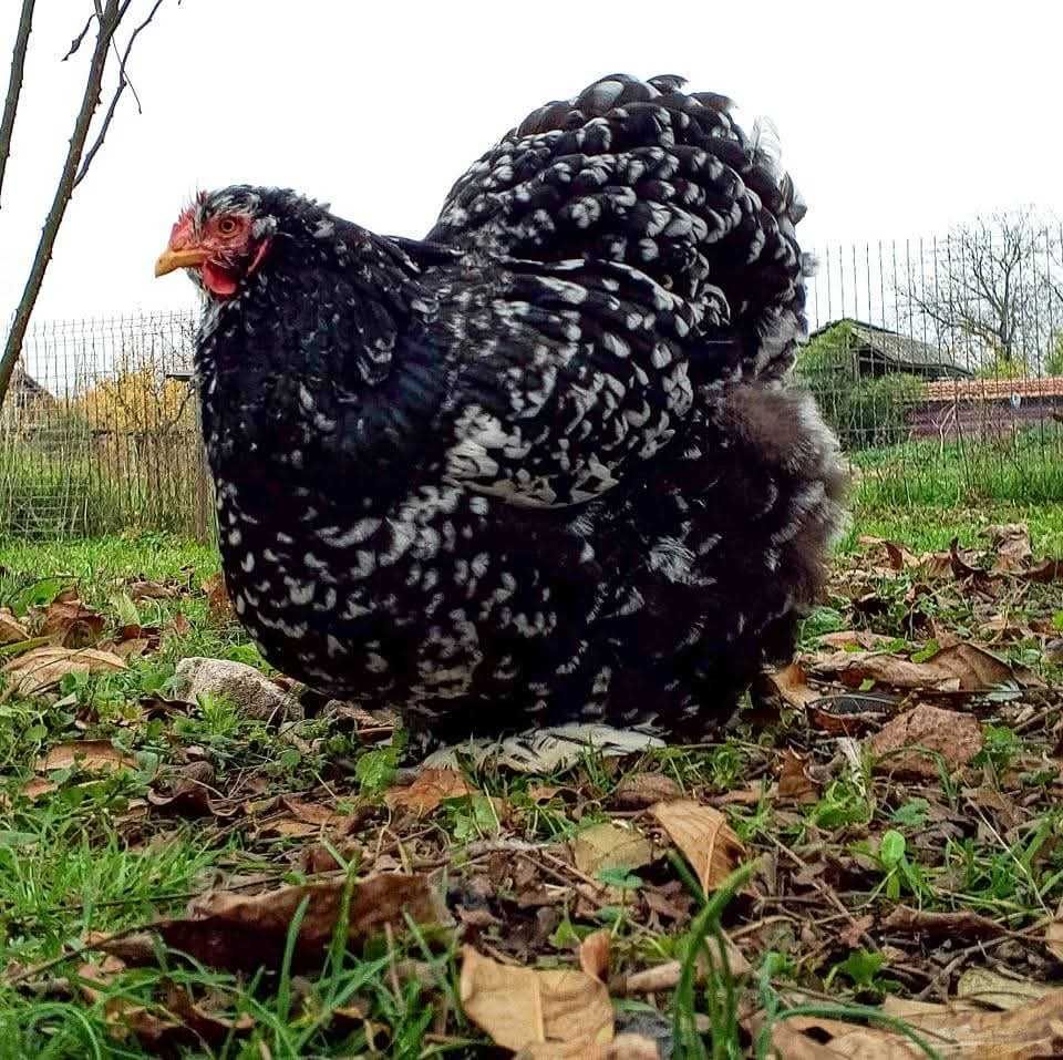 Familie cochinchina uriaș bobat 2+1
