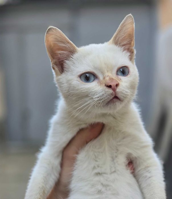 Малыш ищет дом! Тайский Ред поинт(4 месяца)