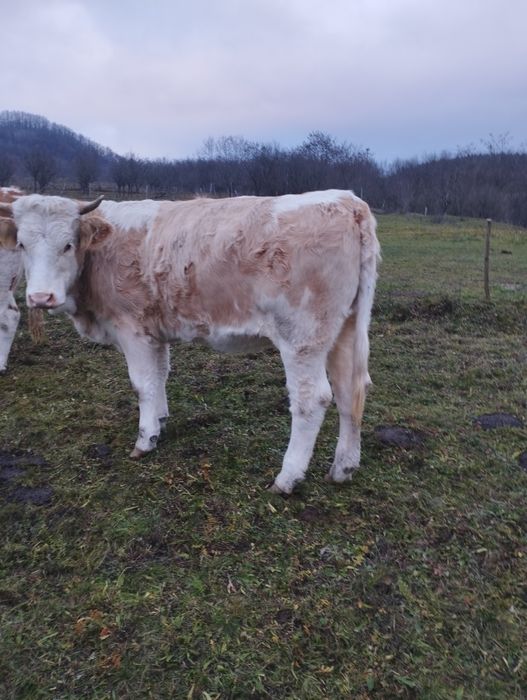 Vând juninci gestante