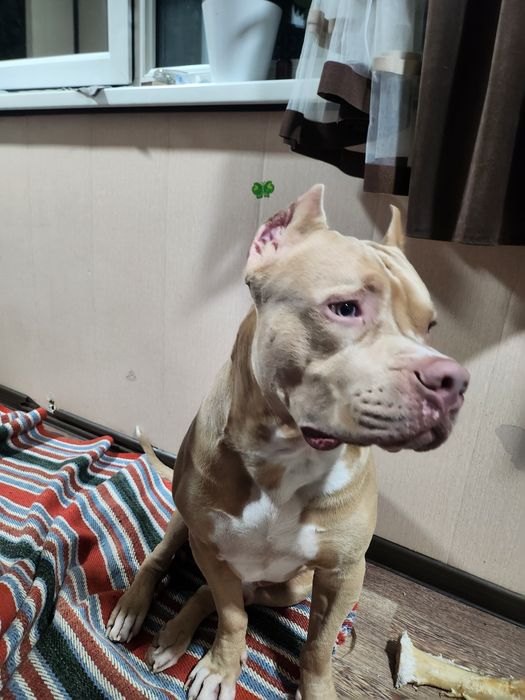 Нужна вязка. Американского питбуль терьера.