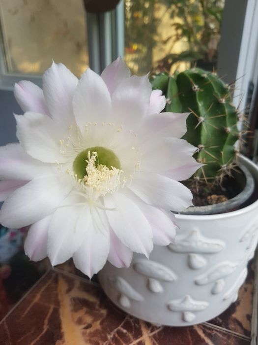 Cactus inflorit ...