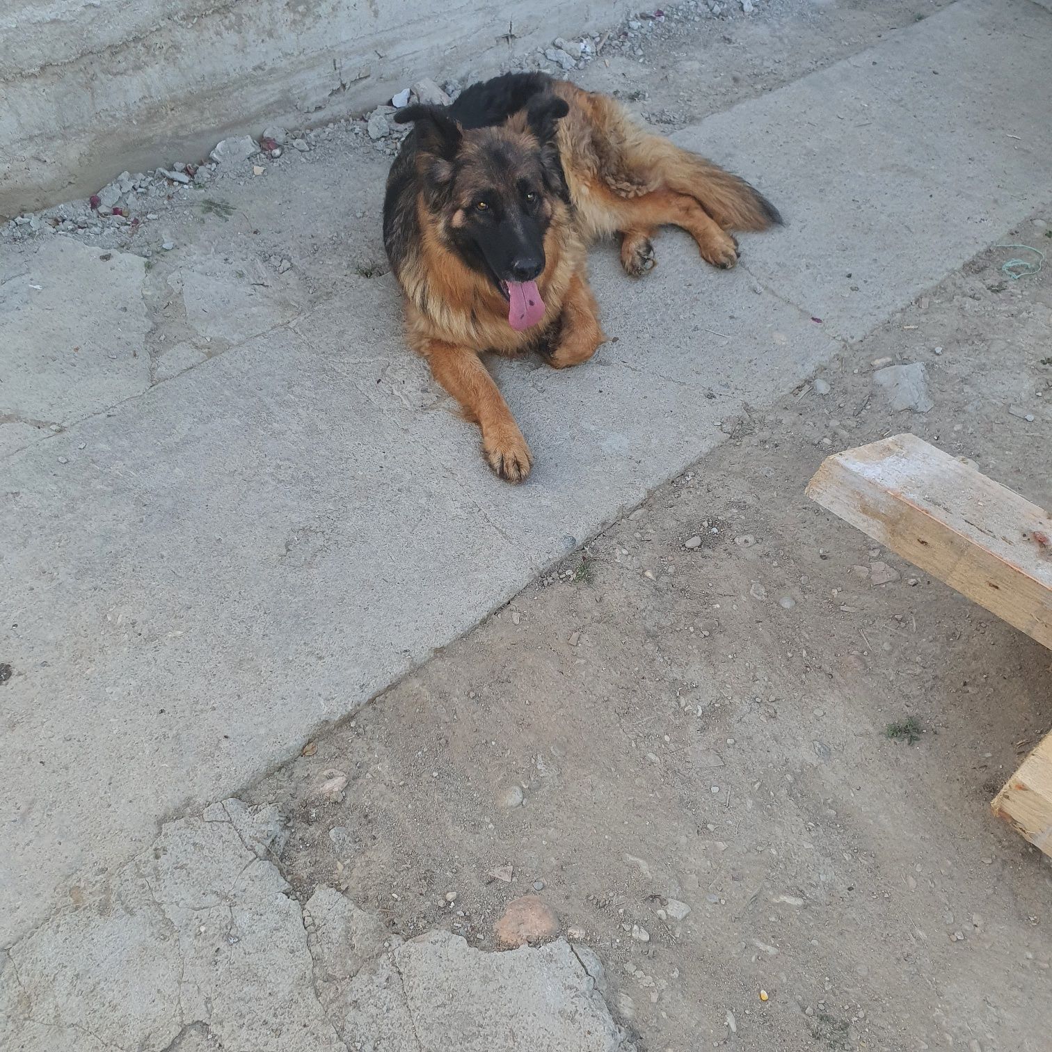 Femelă foarte bună de pază