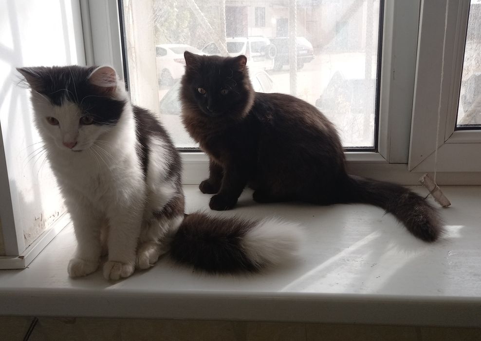 Котиков,мальчиков отдам в добрые руки! Г. АКТОБЕ