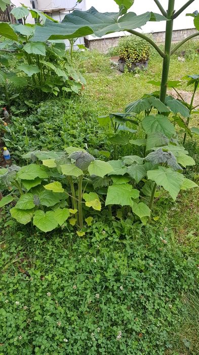 Pui de Paulownia