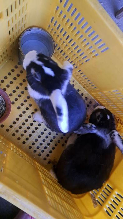 Quyon sotiladi uyda bolalar uchun boqilgan