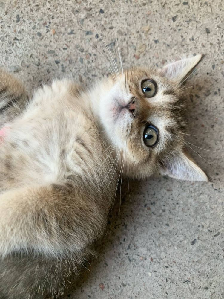 Скотиш страйт скотиш фолд