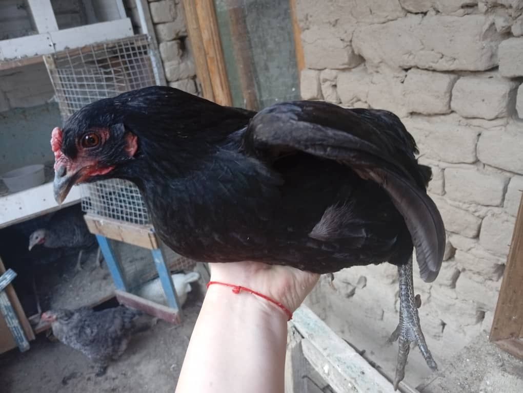 Продам питух и курица АМЕРАУКАНА.
