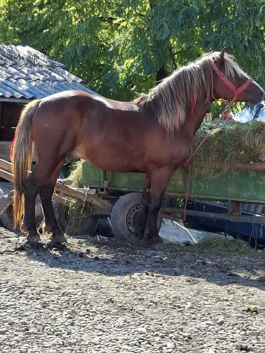 Vand harmasar foarte blanda