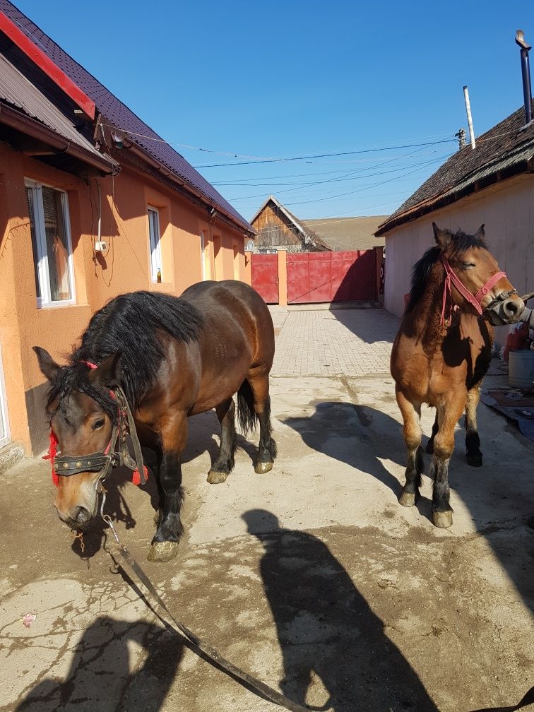 Vand doua mânze surori
