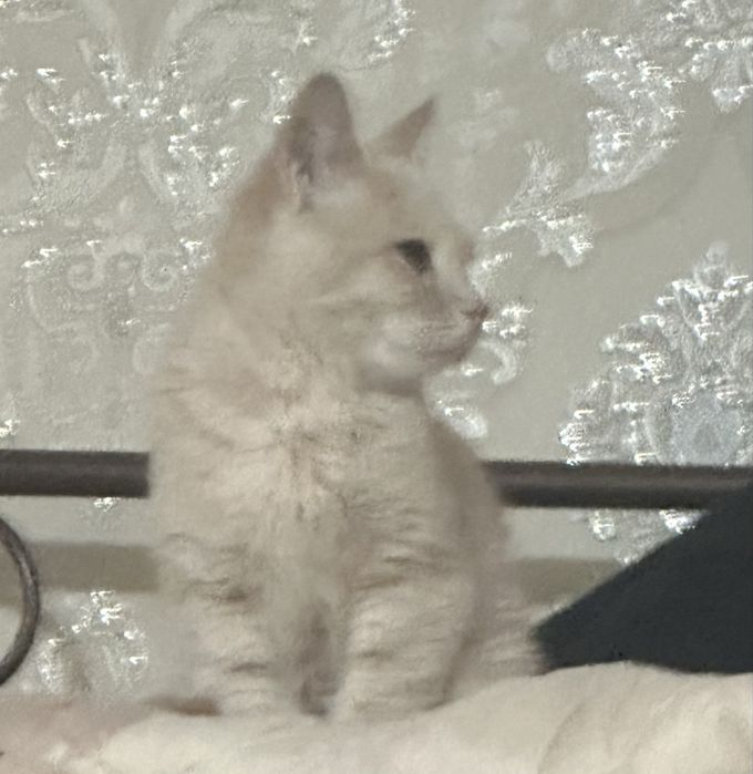 Отдам котика: 4 месяца, знает лоток, очень милый