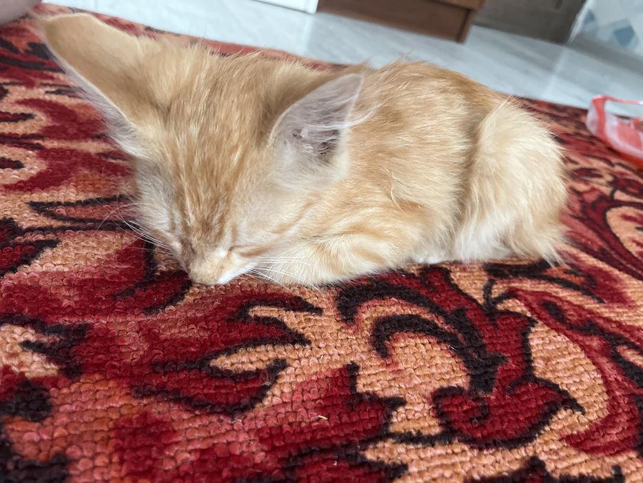 Рыжая милая кошечка