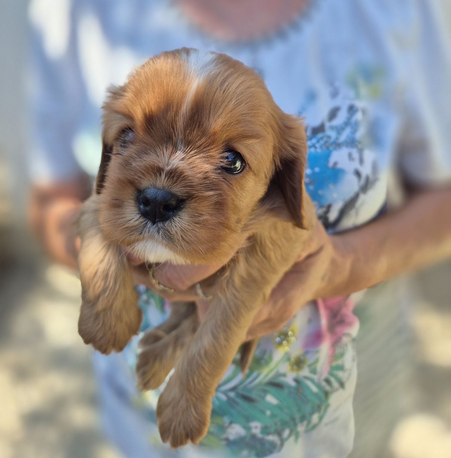 Pui de Exceptie Cavalier King Charles Spaniel Ruby - Parinti Campioni