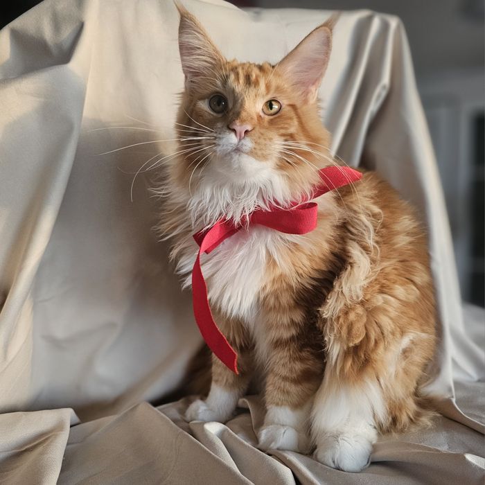 Pisoi superb, mascul – roșu tigrat cu alb, 5 luni