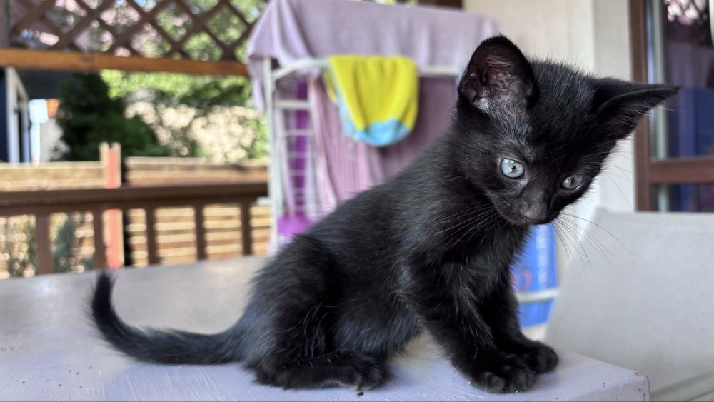 Ofer spre adoptie pisici