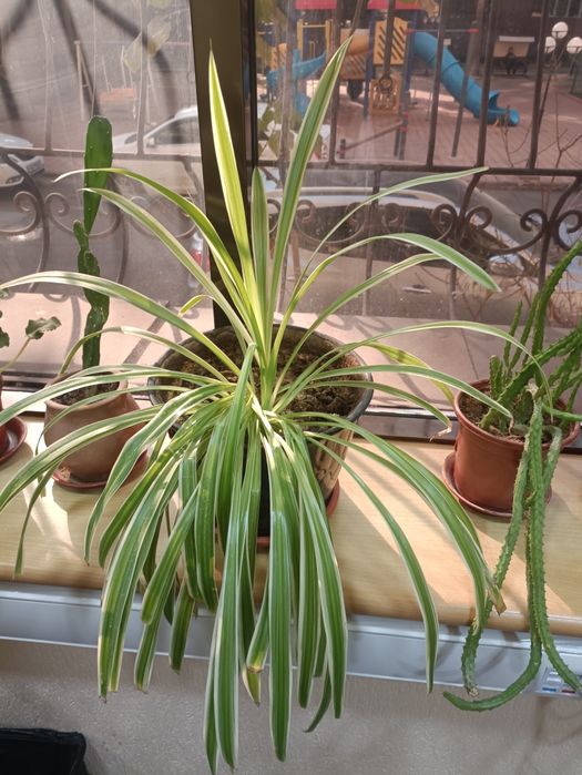 Любой цветок за 30000 сум