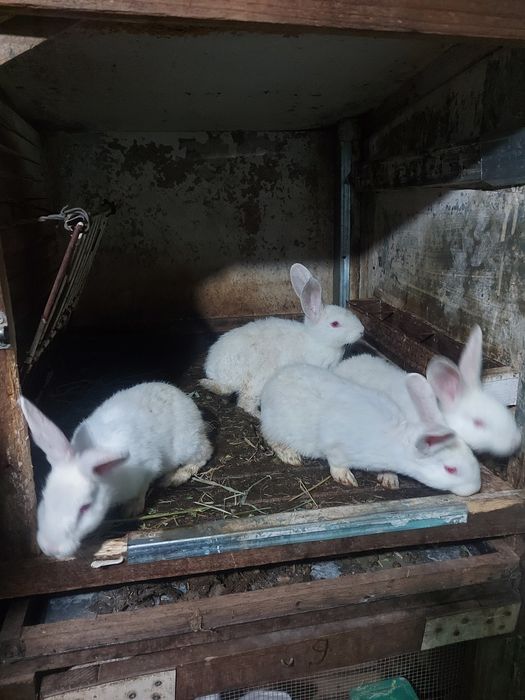 Iepuri Hycole și Secuiești.