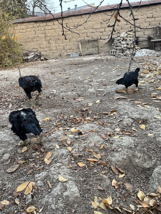 Dakan xoroz va tovuqlar sotiladi