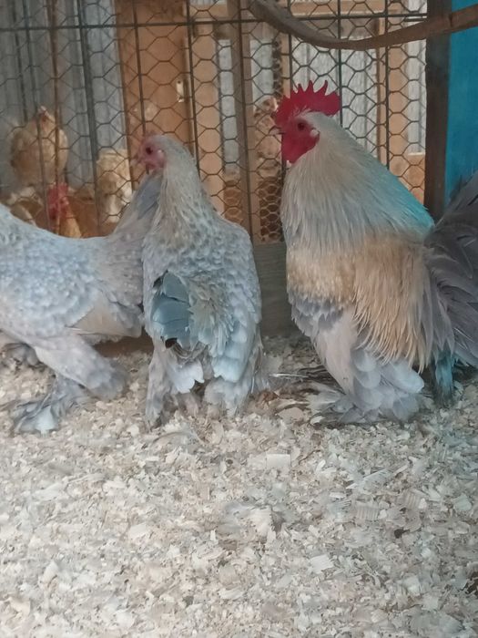 Matase japoneza si mii de flori