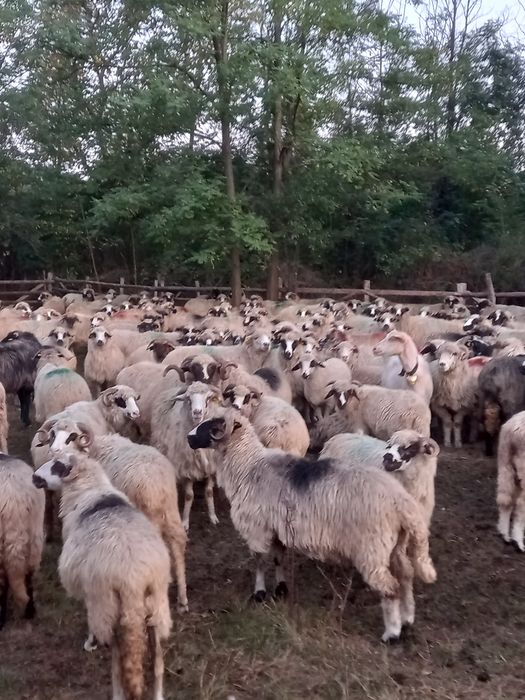 Oi noatini și berbeci 430 lei