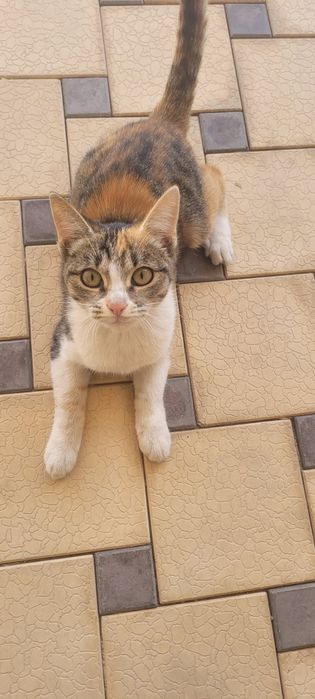 Котёнок девочка в добрые руки