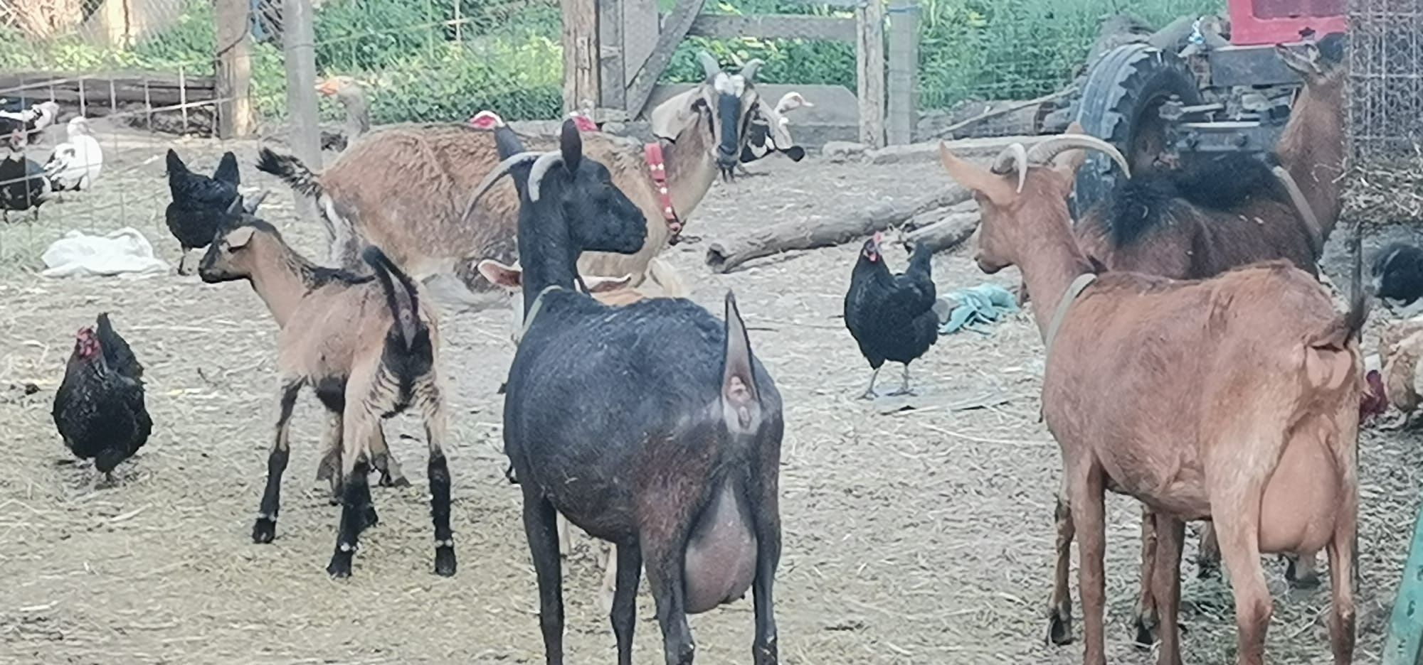Vând capre și iezi