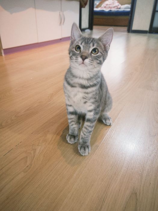 Отдаем котенка в добрые руки