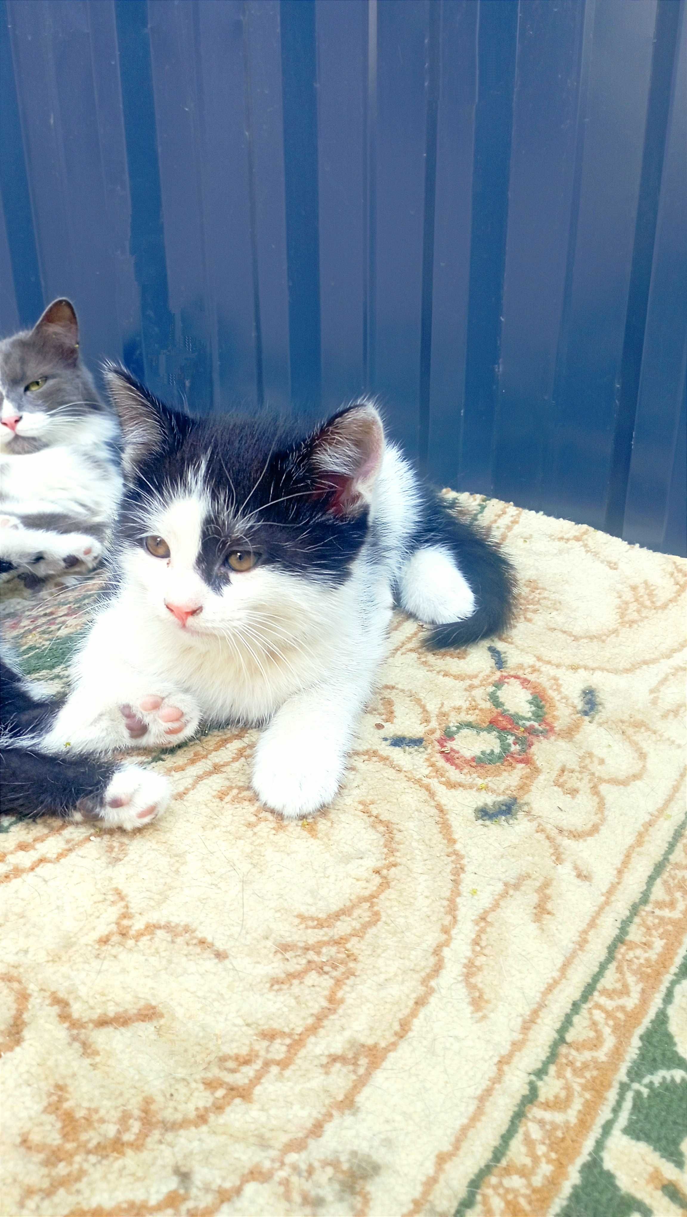 Котятки ищут дом