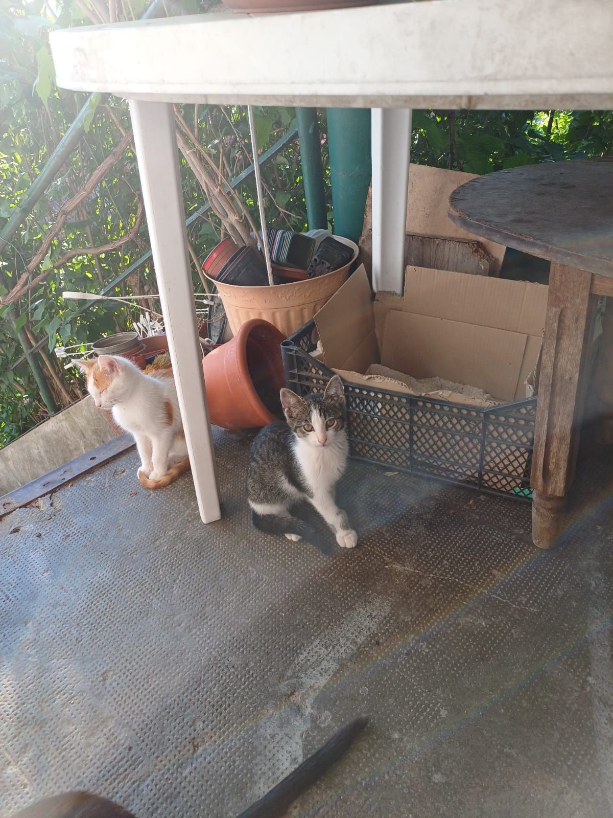 Pisoi de adopție