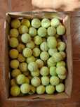 Lot mingi tenis de câmp -  95 bucăți