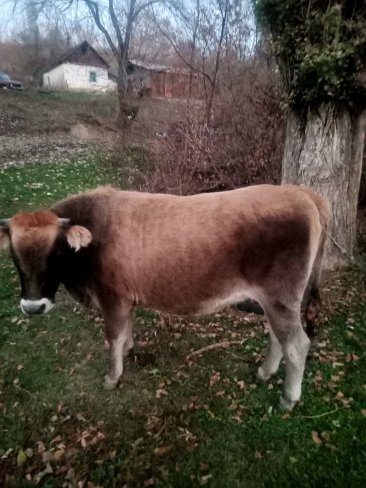 Семіз тайынша сатамын