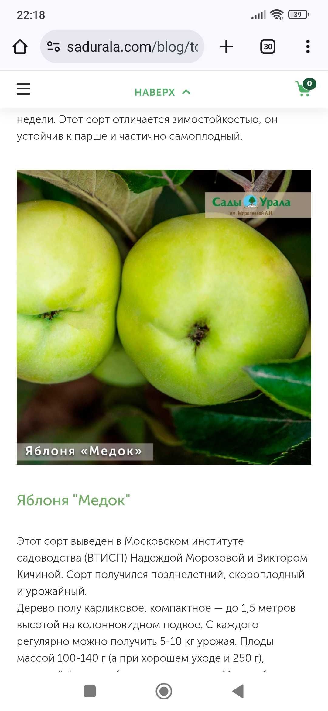 Яблоки зимний сорт ( медок)
