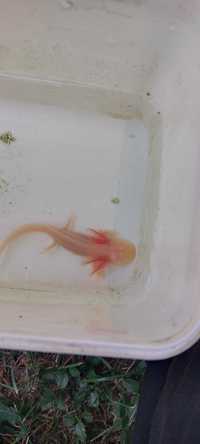 Axolotl roz    .