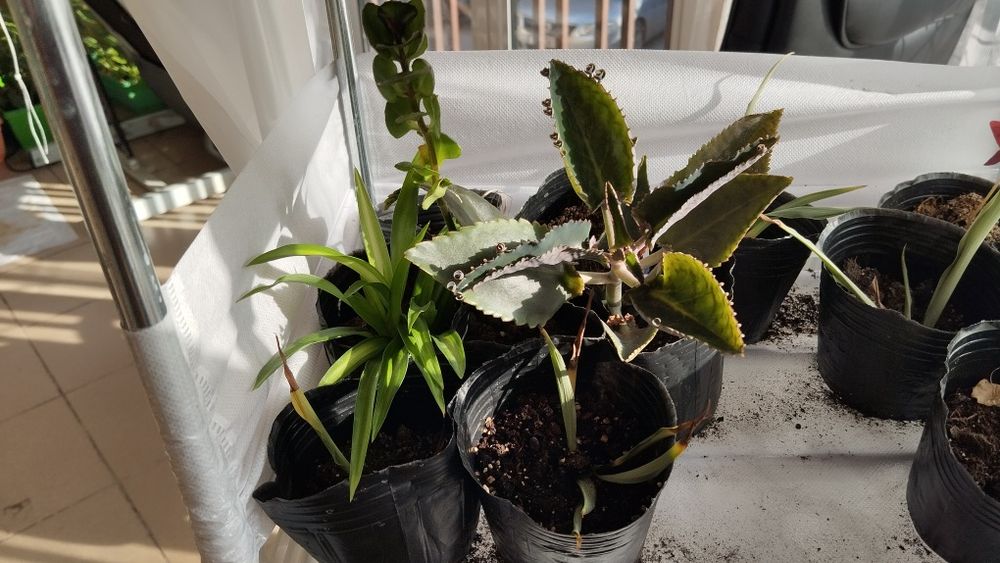 Микс цветя мушкато сакъз каланхое алое и др