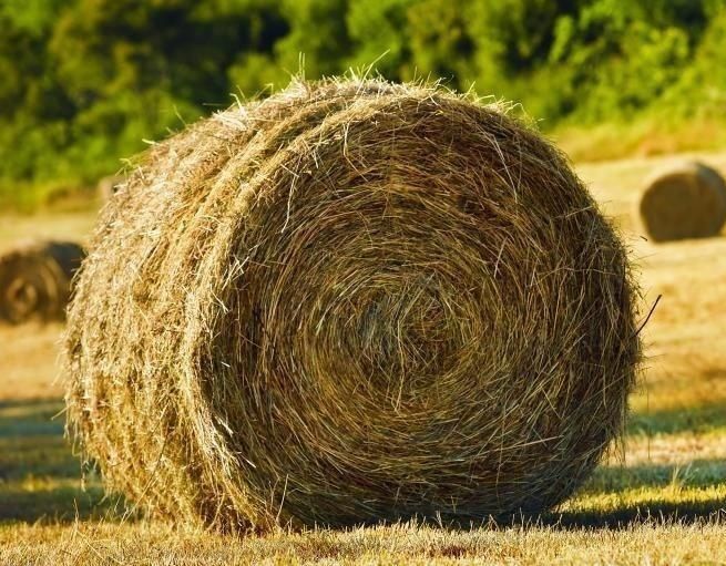 Продам сено степное в рулонах