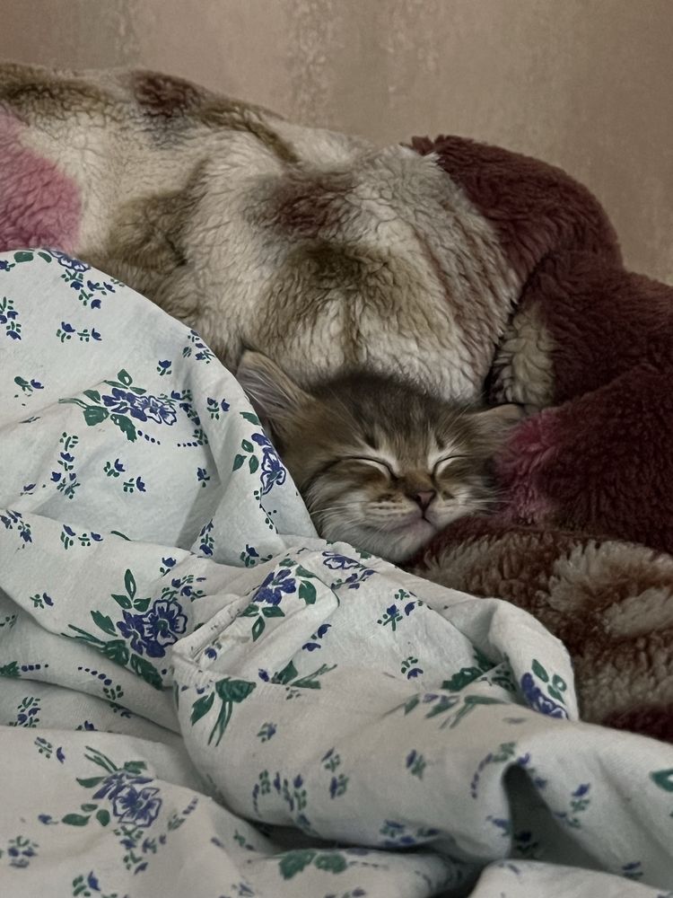 Кошечку в добрые руки