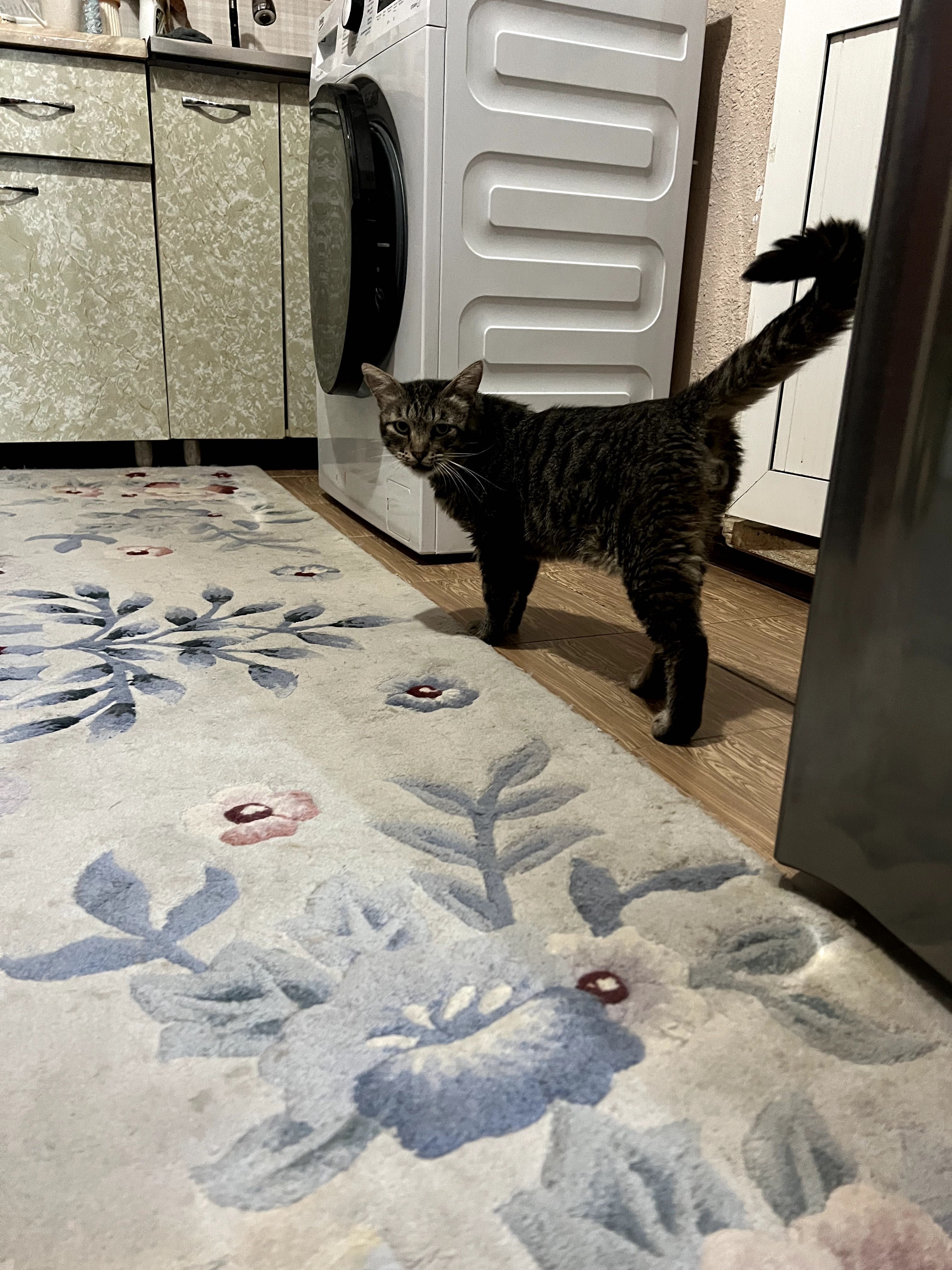 Пристраивается кот котик