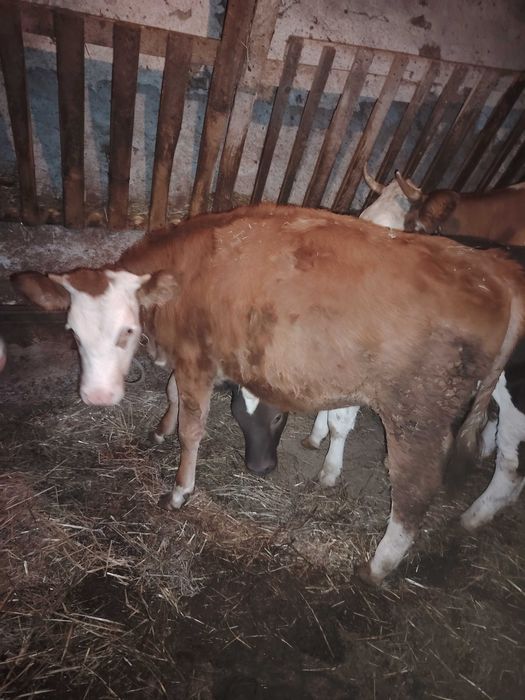 Vitei.                                              .