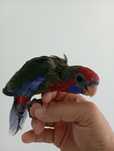 Pui papagali rosella, Micul Alexander, barraband