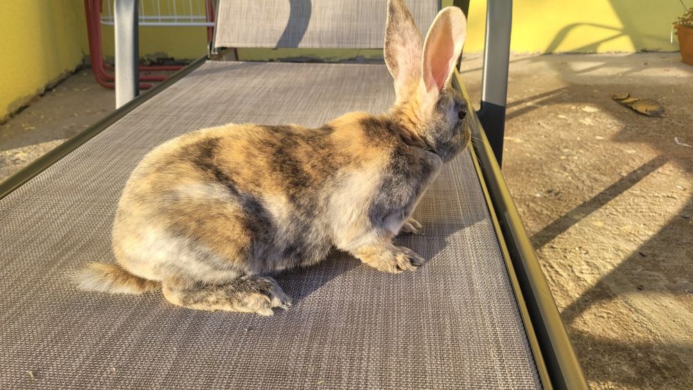 Vând iepurasi rex și cap de leu