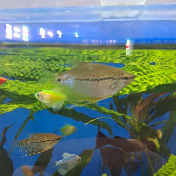 Продам рыбок гурами жемчужный своего разведения не дорого