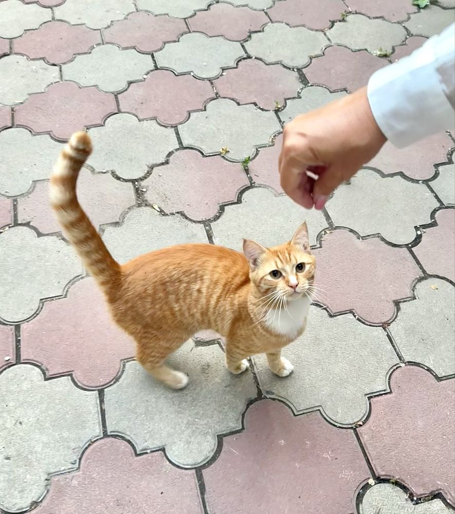 Котик в сапогах ищет дом!