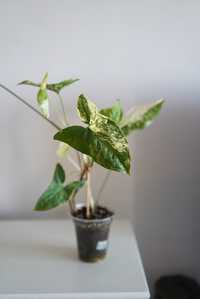 Syngonium Albo Variegat