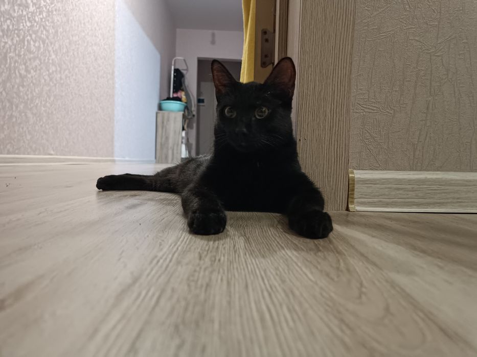 Срочно отдам кота