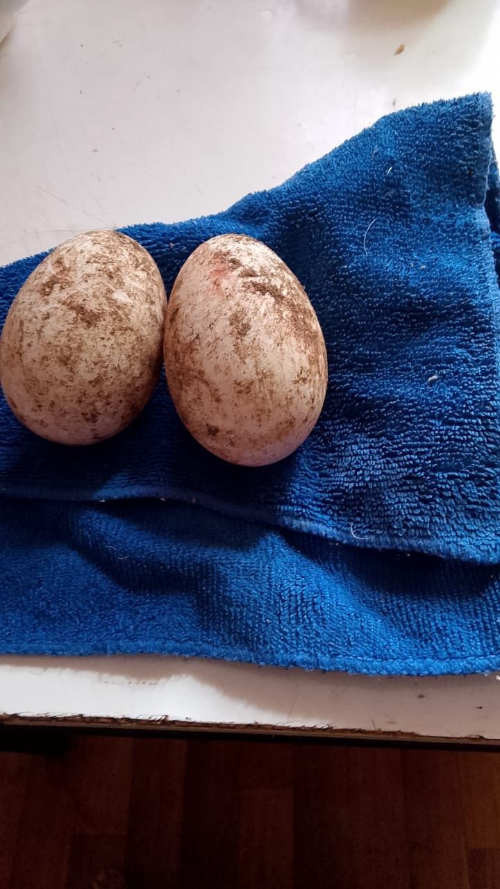Продажа гусей и гусиных яиц