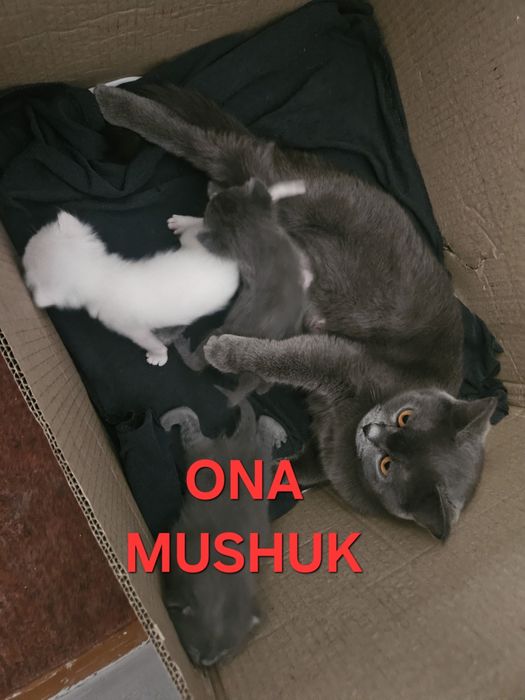 Scotish fold 2 oylik