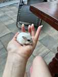 Hamsteri pitici siberieni (Winter White Pearl)