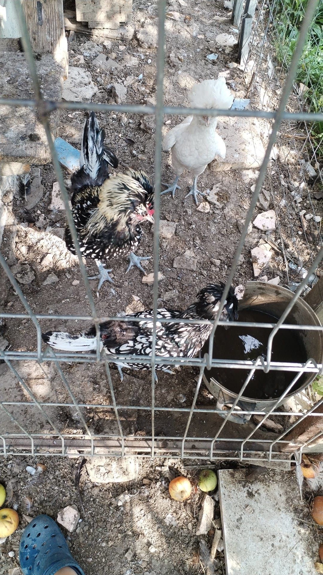 Găini Paduana vînd o pereche pe negru și un cocos pe Alb gălbui