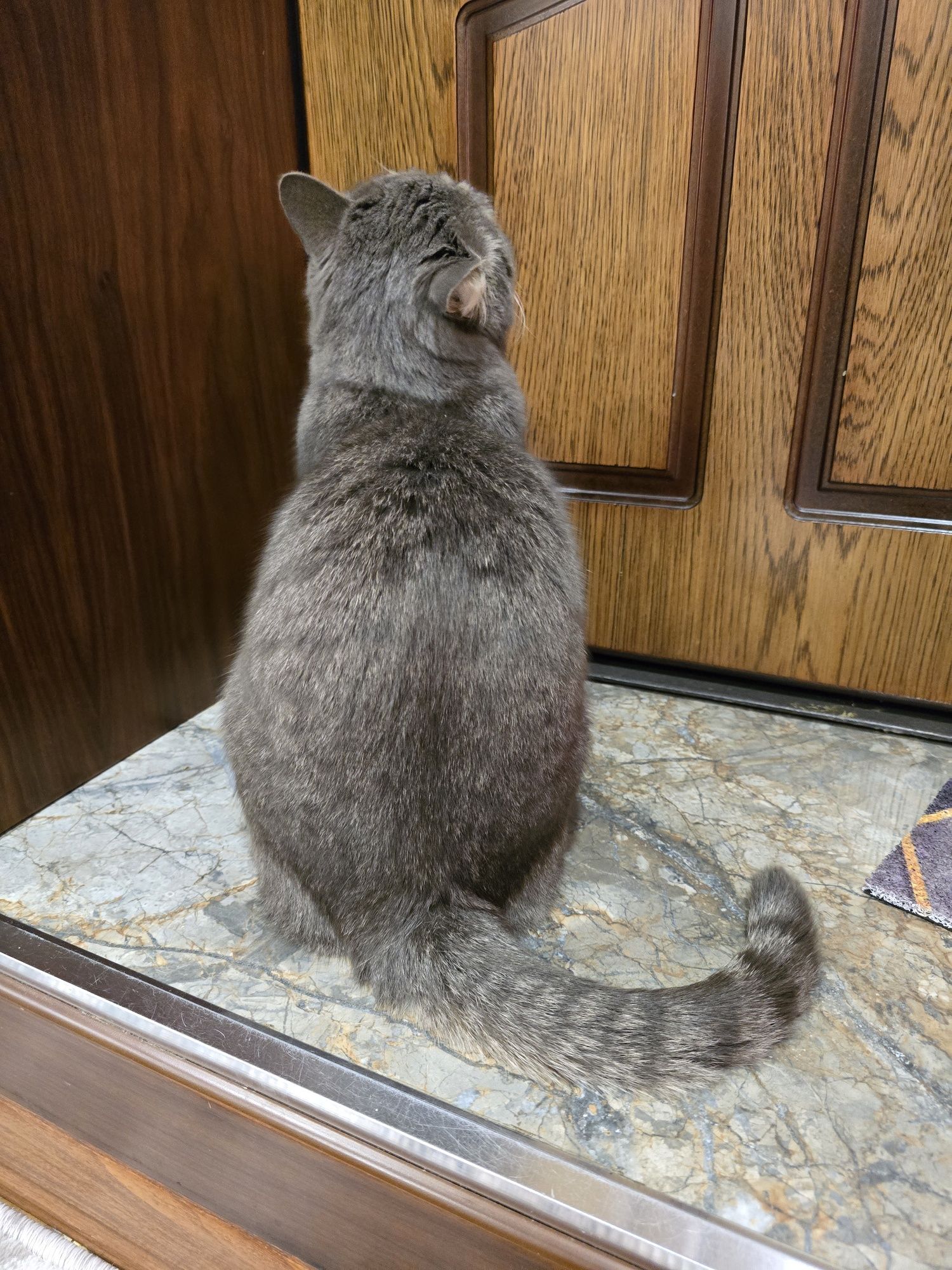 Кошечка домашняя