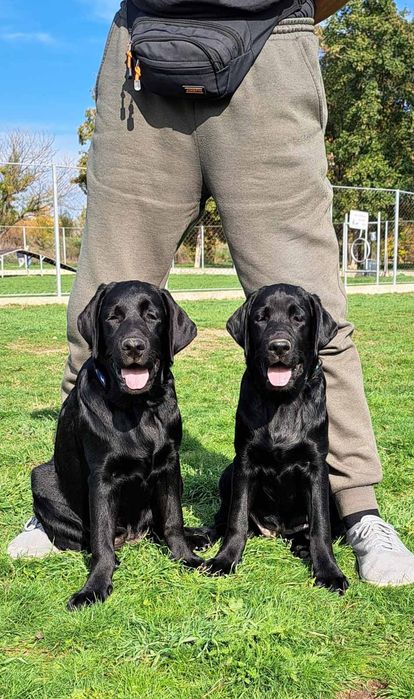 Лабрадор ретривър